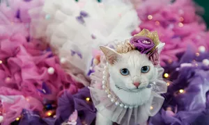 Thi trình diễn thời trang mèo ở TP HCM